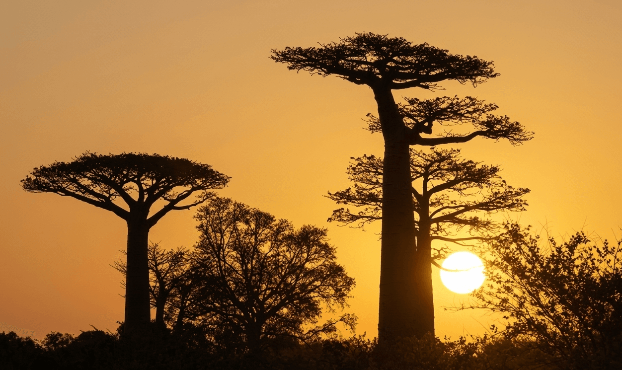Baobab
